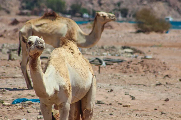 Zwei Kamele in der Wüste unterwegs — Stockfoto