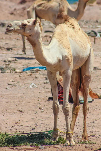 İki deve çölde seyahat