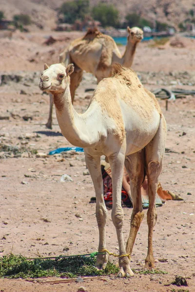 Dos camellos viajando por el desierto — Foto de Stock