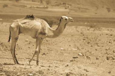 İki deve çölde seyahat