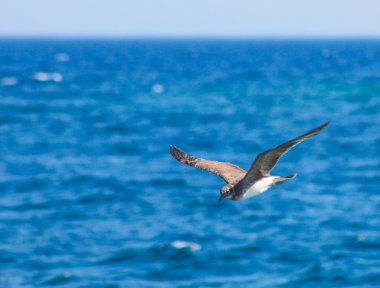 Deniz yanında uçan martı