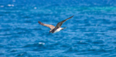 Deniz yanında uçan martı