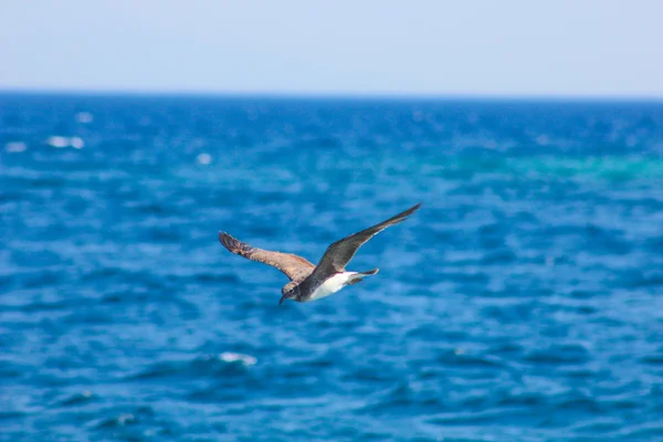 Seagull flying by the sea side — Stock Photo, Image