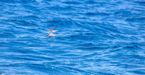 Burung camar terbang di sisi laut — Stok Foto