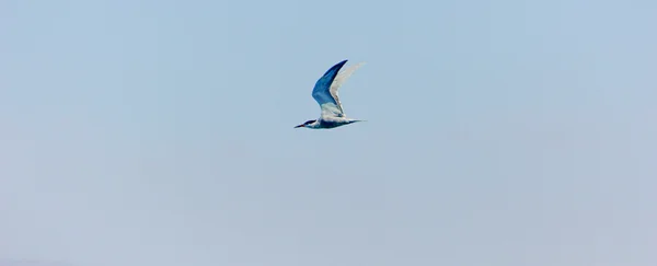 Fiskmås flyger av havet — Stockfoto