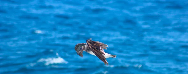Zeemeeuw, vliegen door de sea side — Stockfoto
