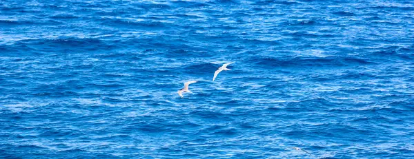 Seagull flying by the sea side — Stock Photo, Image