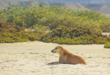 Başıboş köpek plaj zevk suyu üzerinde etrafında asılı, Marsa Alam, Red Sea, Mısır