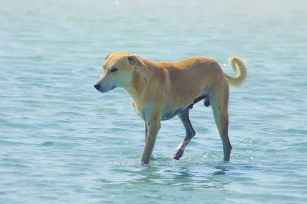 Başıboş köpek plaj zevk suyu üzerinde etrafında asılı, Marsa Alam, Red Sea, Mısır