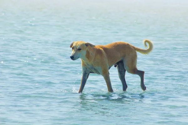 Verdwaalde hond rondhangen op het strand genieten van het water, Marsa Alam, rode zee, Egypte — Stockfoto