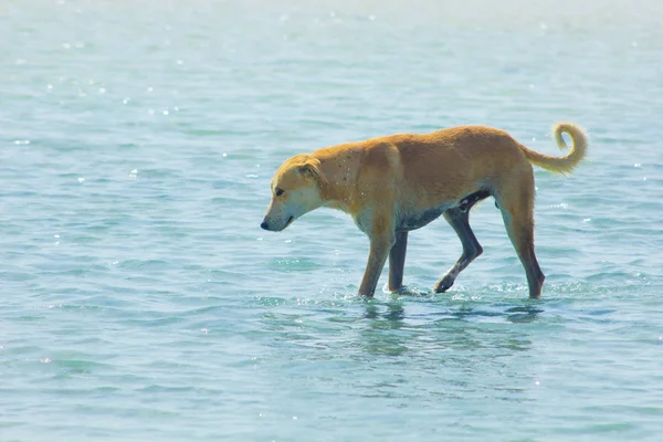 Başıboş köpek plaj zevk suyu üzerinde etrafında asılı, Marsa Alam, Red Sea, Mısır