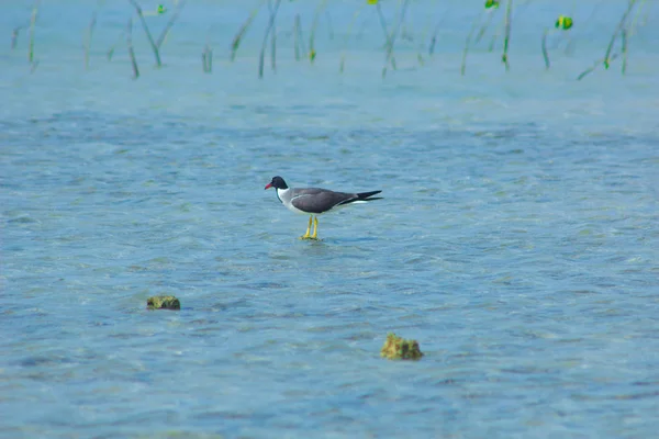 Okyanus ve mavi gökyüzü arka plan ile deniz yanında Balık tutma ve uçan martılar