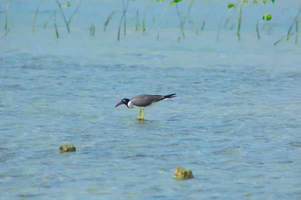 Okyanus ve mavi gökyüzü arka plan ile deniz yanında Balık tutma ve uçan martılar