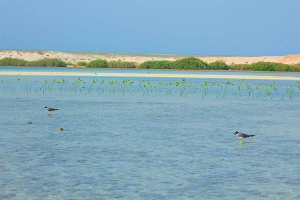 Gaivotas voando e pescando ao lado do mar com o fundo do oceano e o céu azul — Fotografia de Stock