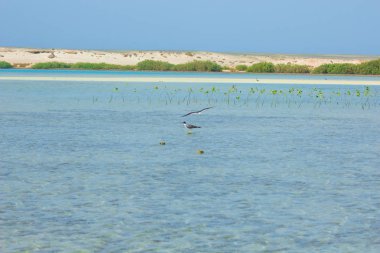 Okyanus ve mavi gökyüzü arka plan ile deniz yanında Balık tutma ve uçan martılar