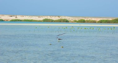 Okyanus ve mavi gökyüzü arka plan ile deniz yanında Balık tutma ve uçan martılar