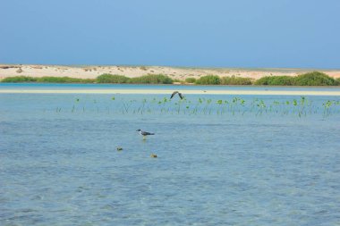 Okyanus ve mavi gökyüzü arka plan ile deniz yanında Balık tutma ve uçan martılar