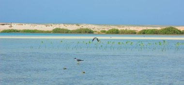 Okyanus ve mavi gökyüzü arka plan ile deniz yanında Balık tutma ve uçan martılar
