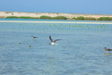 Okyanus ve mavi gökyüzü arka plan ile deniz yanında Balık tutma ve uçan martılar