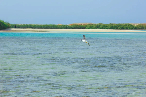 Gaivotas voando e pescando ao lado do mar com o fundo do oceano e o céu azul — Fotografia de Stock