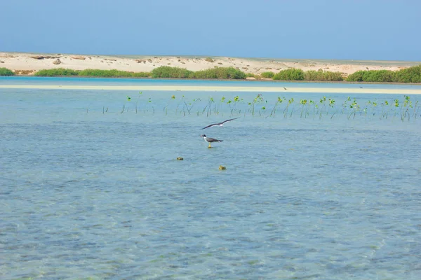 Okyanus ve mavi gökyüzü arka plan ile deniz yanında Balık tutma ve uçan martılar