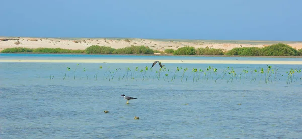 Gaivotas voando e pescando ao lado do mar com o fundo do oceano e o céu azul — Fotografia de Stock