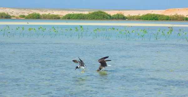 Gaivotas voando e pescando ao lado do mar com o fundo do oceano e o céu azul — Fotografia de Stock