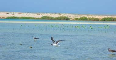 Okyanus ve mavi gökyüzü arka plan ile deniz yanında Balık tutma ve uçan martılar