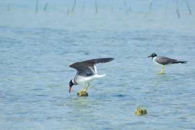 Okyanus ve mavi gökyüzü arka plan ile deniz yanında Balık tutma ve uçan martılar