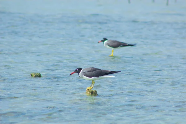 Seagulls latania i wędkowania nad morzem na tle oceanu i błękitne niebo — Zdjęcie stockowe