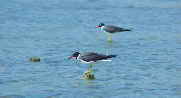 Seagulls latania i wędkowania nad morzem na tle oceanu i błękitne niebo — Zdjęcie stockowe