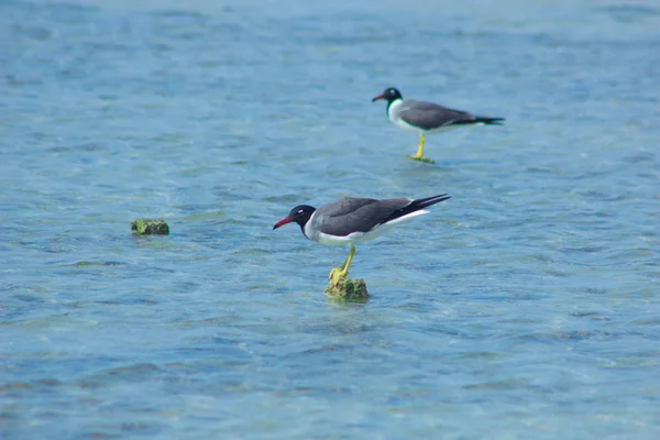 Okyanus ve mavi gökyüzü arka plan ile deniz yanında Balık tutma ve uçan martılar