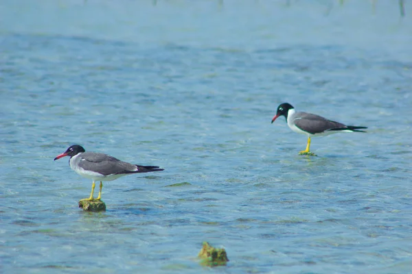 Okyanus ve mavi gökyüzü arka plan ile deniz yanında Balık tutma ve uçan martılar