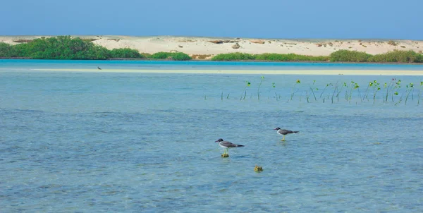 カモメ飛んで、海と青い空の背景に日本海側で釣り — ストック写真