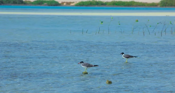 カモメ飛んで、海と青い空の背景に日本海側で釣り — ストック写真