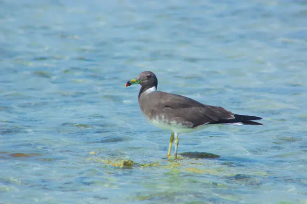 Okyanus ve mavi gökyüzü arka plan ile deniz yanında Balık tutma ve uçan martılar