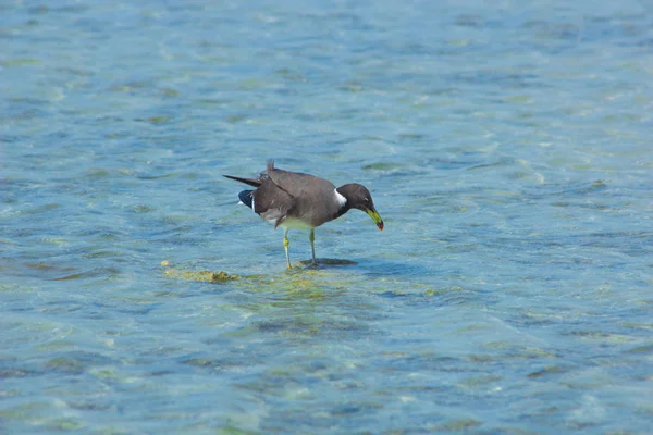 Gabbiani che volano e pescano in riva al mare con lo sfondo dell'oceano e il cielo blu — Foto Stock