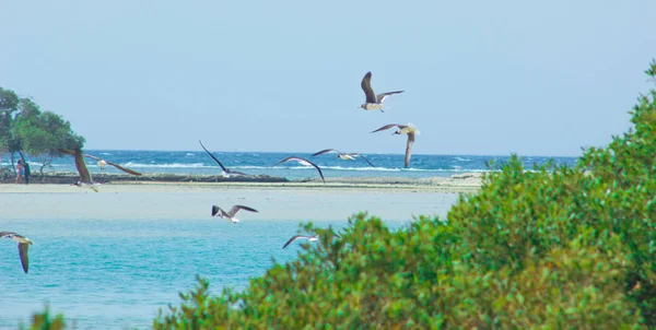 Gabbiani che volano e pescano in riva al mare con lo sfondo dell'oceano e il cielo blu Immagini Stock Royalty Free