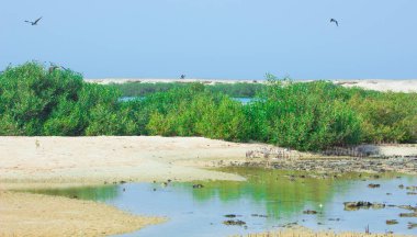Okyanus ve mavi gökyüzü arka plan ile deniz yanında Balık tutma ve uçan martılar