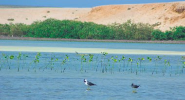 Okyanus ve mavi gökyüzü arka plan ile deniz yanında Balık tutma ve uçan martılar