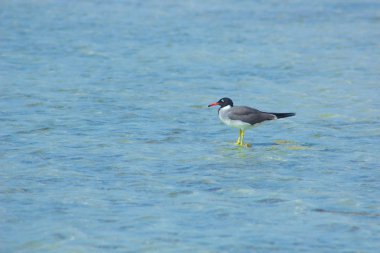 Okyanus ve mavi gökyüzü arka plan ile deniz yanında Balık tutma ve uçan martılar