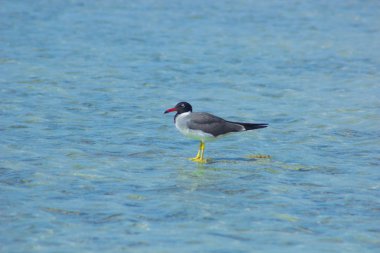 Okyanus ve mavi gökyüzü arka plan ile deniz yanında Balık tutma ve uçan martılar