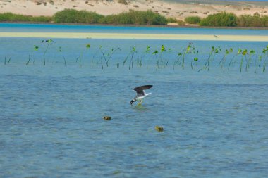 Okyanus ve mavi gökyüzü arka plan ile deniz yanında Balık tutma ve uçan martılar