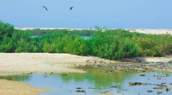 Okyanus ve mavi gökyüzü arka plan ile deniz yanında Balık tutma ve uçan martılar