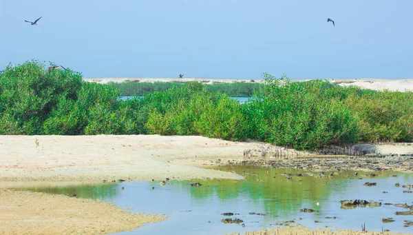 Okyanus ve mavi gökyüzü arka plan ile deniz yanında Balık tutma ve uçan martılar