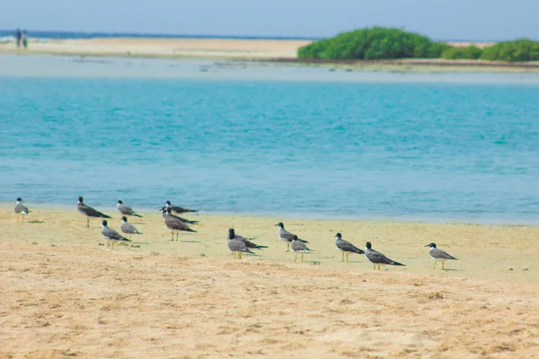 カモメ飛んで、海と青い空の背景に日本海側で釣り — ストック写真