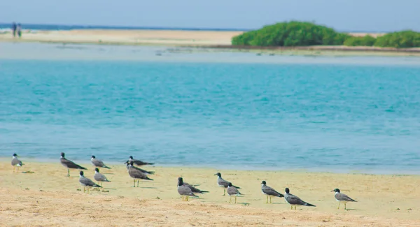 Gaivotas voando e pescando ao lado do mar com o fundo do oceano e o céu azul — Fotografia de Stock