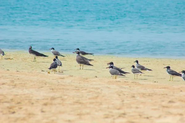 Okyanus ve mavi gökyüzü arka plan ile deniz yanında Balık tutma ve uçan martılar