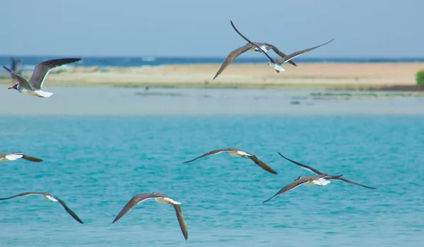 Gaivotas voando e pescando ao lado do mar com o fundo do oceano e o céu azul — Fotografia de Stock