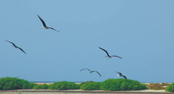 Gaivotas voando e pescando ao lado do mar com o fundo do oceano e o céu azul — Fotografia de Stock